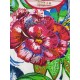 Tricou Desigual copii VENUS, 3/4 ani